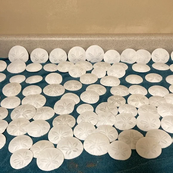 12 Real sand dollars - Picture 2 of 8